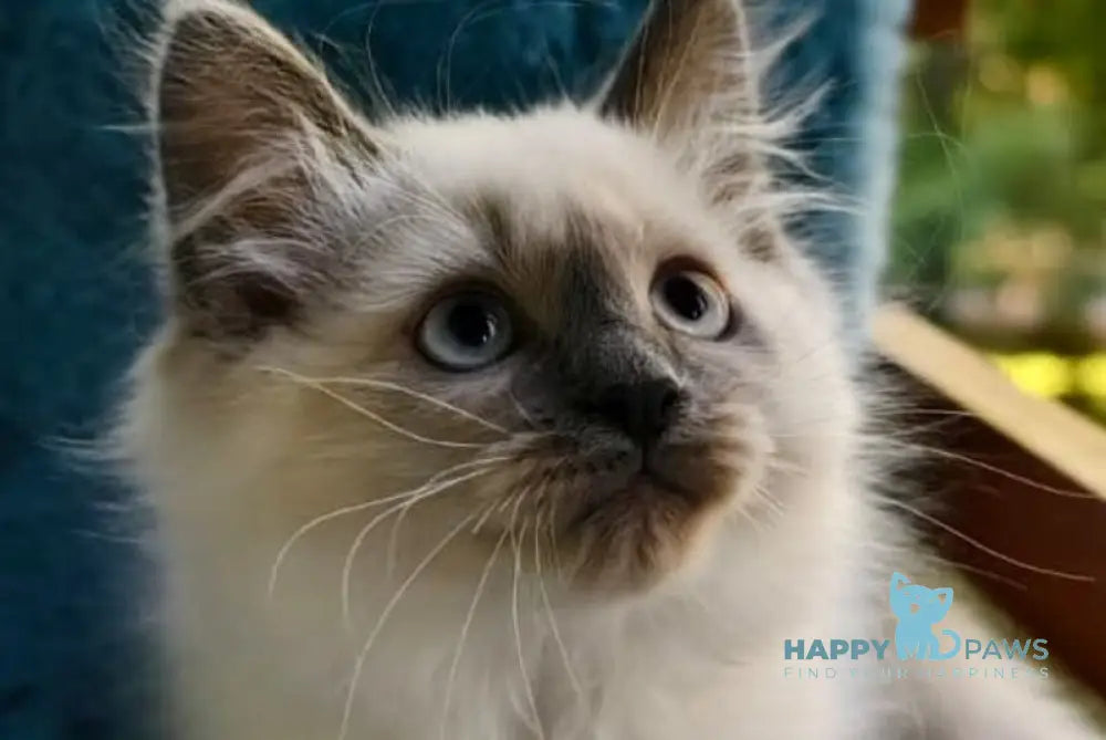 Teresa Siberian female blue pointed live animals