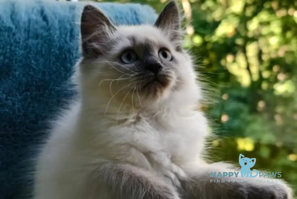 Teresa Siberian female blue pointed live animals