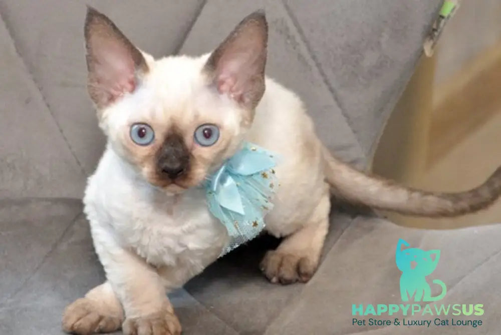 Terra Devon Rex female black pointed - live animals