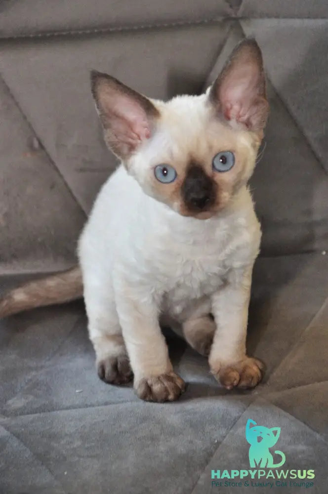 Terra Devon Rex female black pointed - live animals