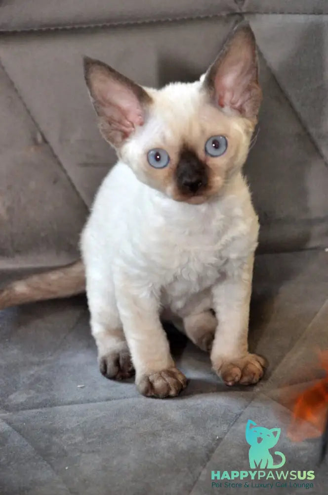Terra Devon Rex female black pointed - live animals