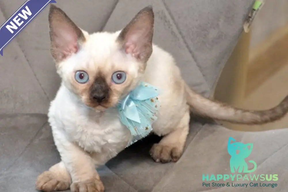 Terra Devon Rex female black pointed - live animals