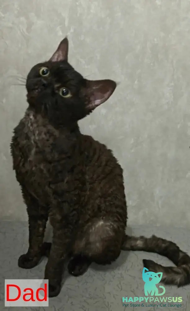 Terra Devon Rex female black pointed - live animals