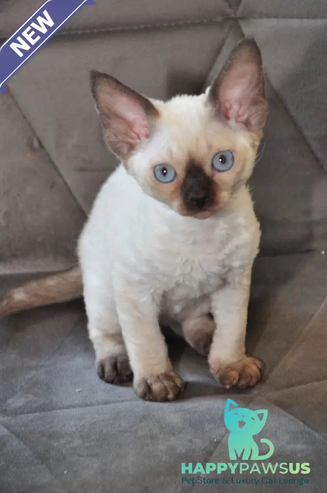 Terra Devon Rex female black pointed - live animals