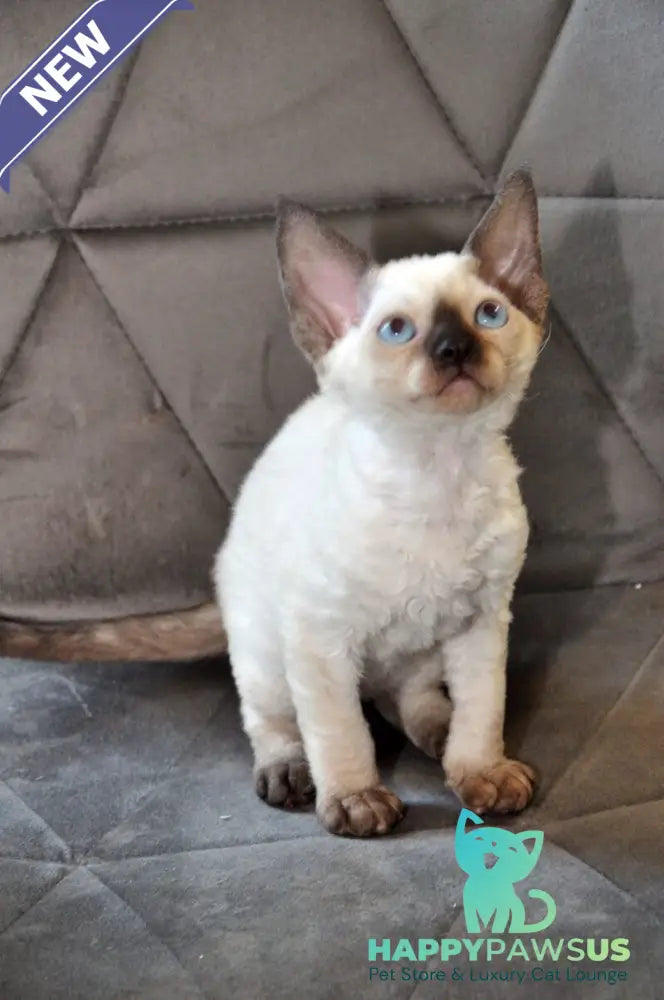 Terra Devon Rex female black pointed - live animals