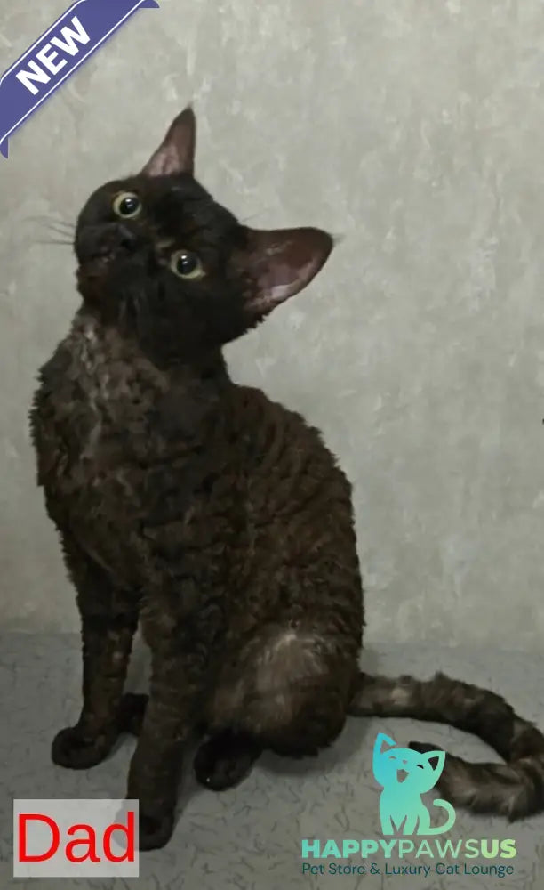 Terra Devon Rex female black pointed - live animals