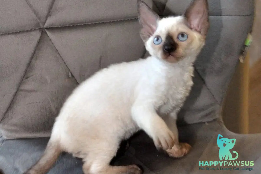 Terra Devon Rex female black pointed - live animals