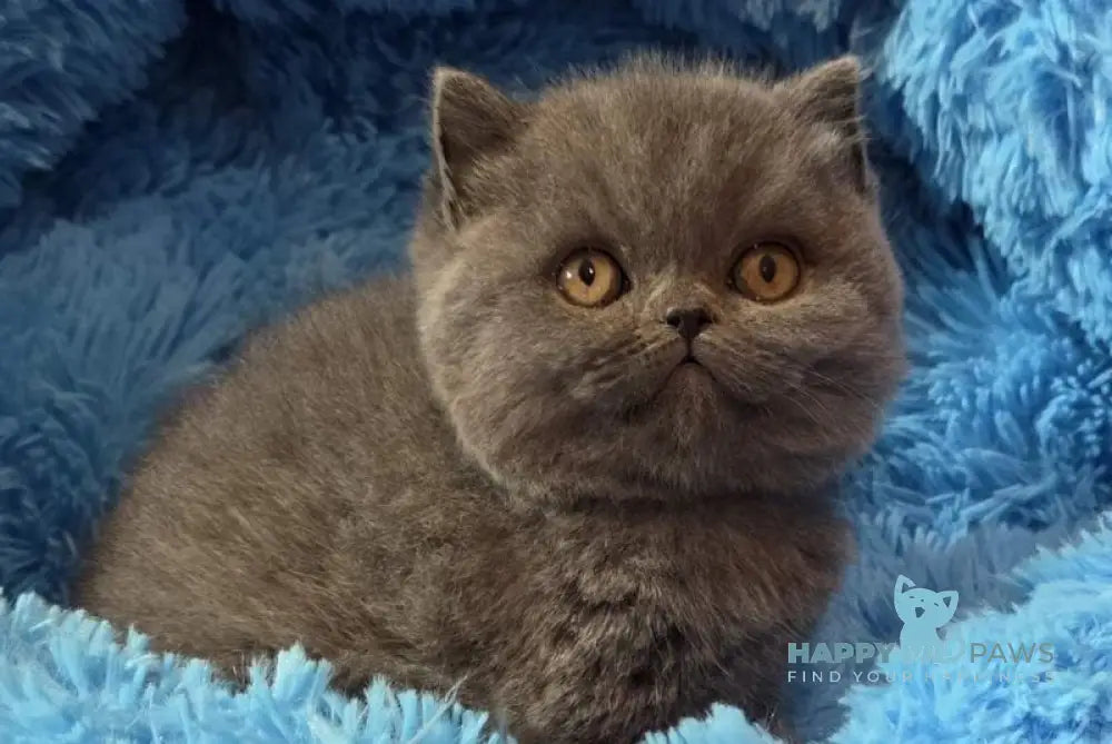 Terra Scottish Straight female blue - live animals
