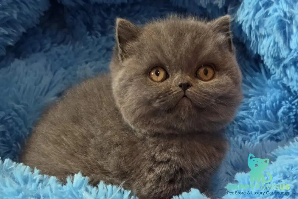 Terra Scottish Straight female blue - live animals