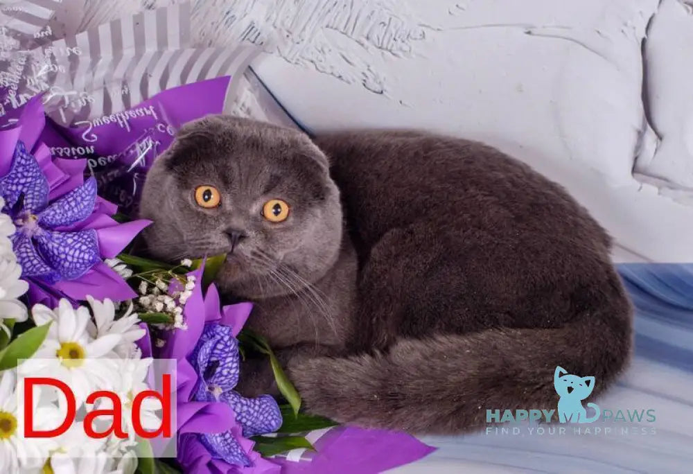 Terra Scottish Straight female blue - live animals