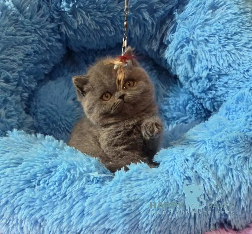 Terra Scottish Straight female blue - live animals