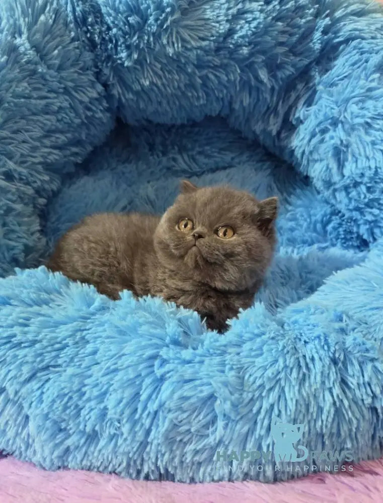 Terra Scottish Straight female blue - live animals