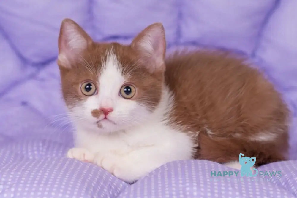 Tesey British Shorthair male cinnamon bicolour live animals