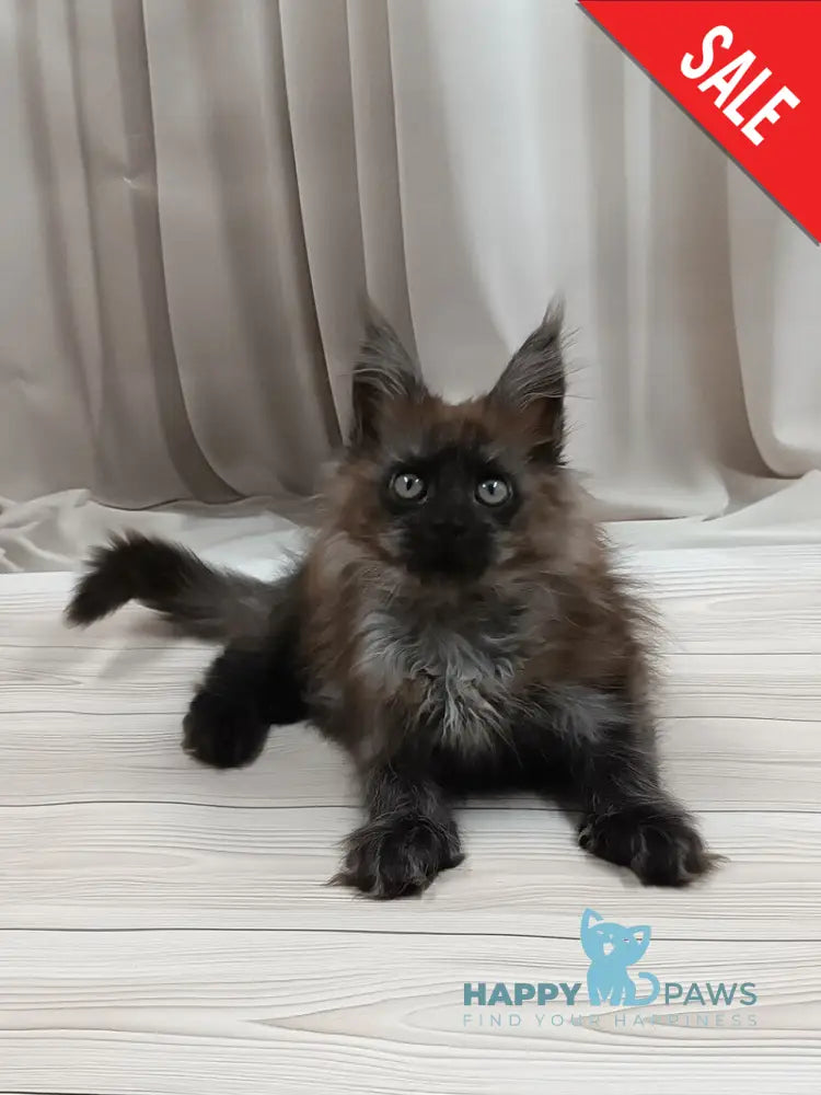 Tesla Maine Coon female black silver live animals