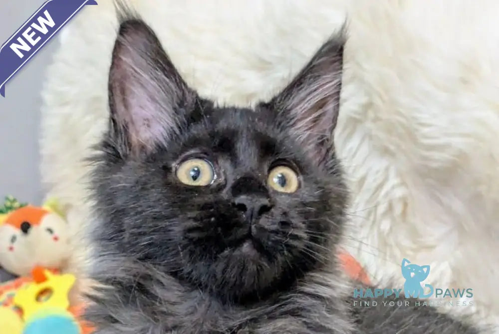 Tesla Maine Coon female black silver live animals
