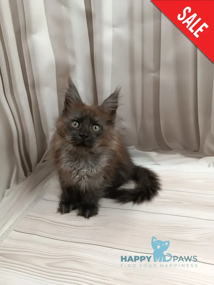 Tesla Maine Coon female black silver live animals
