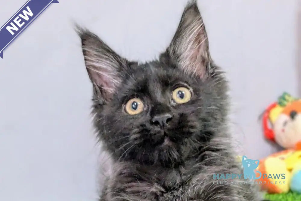 Tesla Maine Coon female black silver live animals