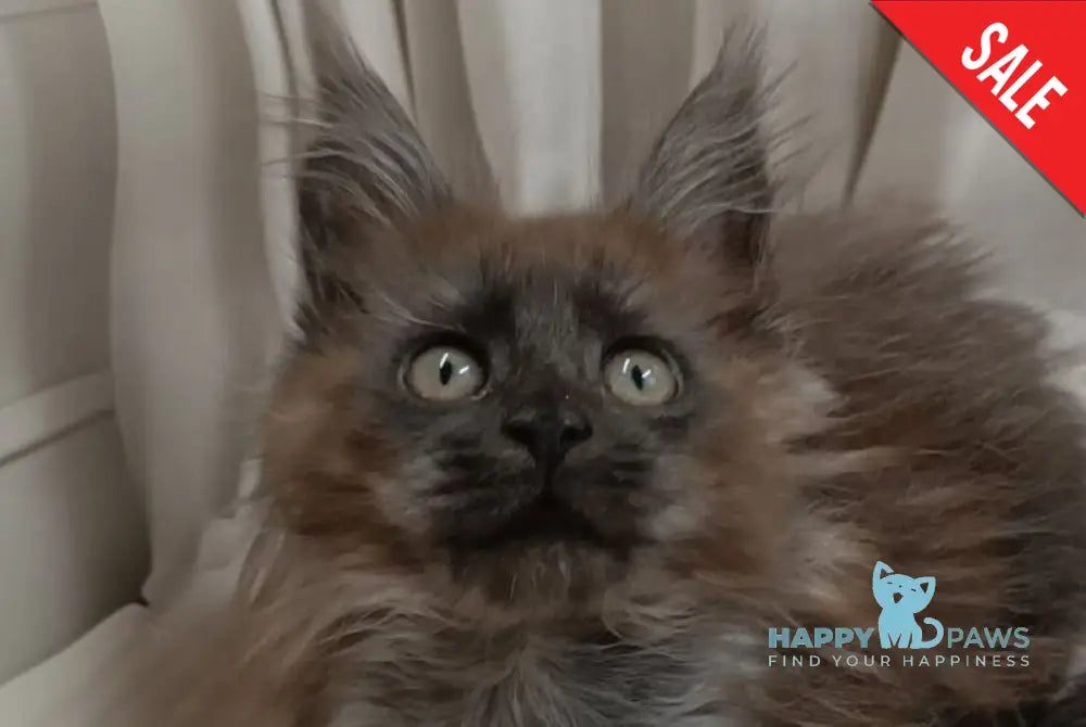 Tesla Maine Coon female black silver live animals