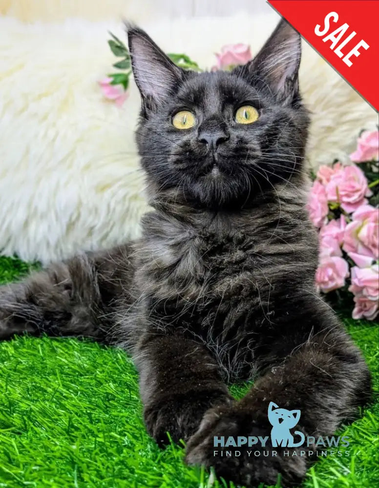 Tesla Maine Coon female black silver - live animals