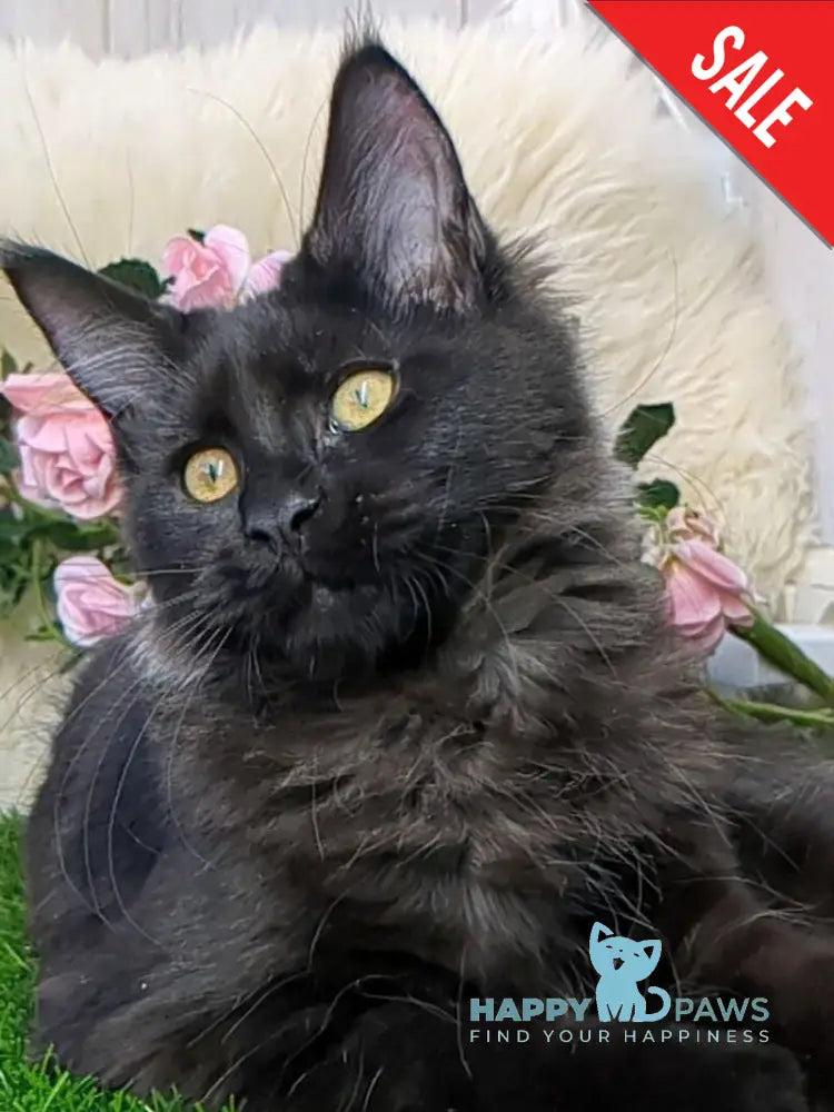 Tesla Maine Coon female black silver - live animals