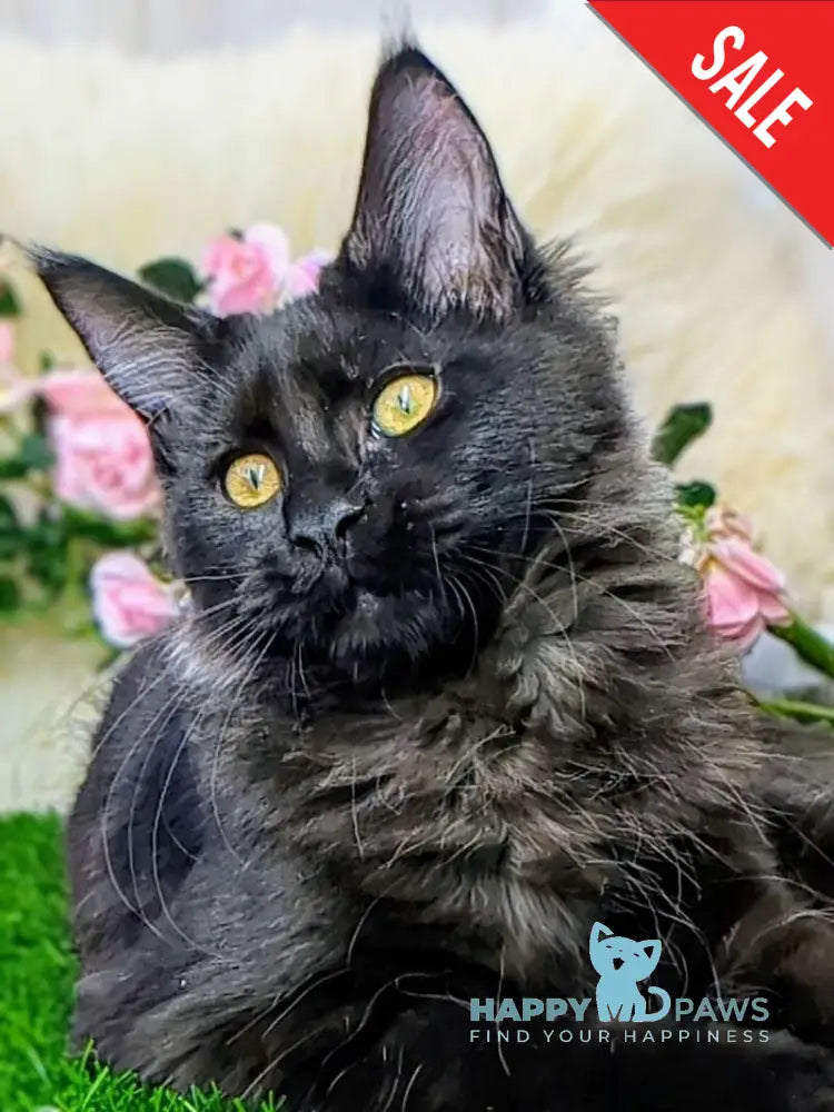 Tesla Maine Coon female black silver - live animals