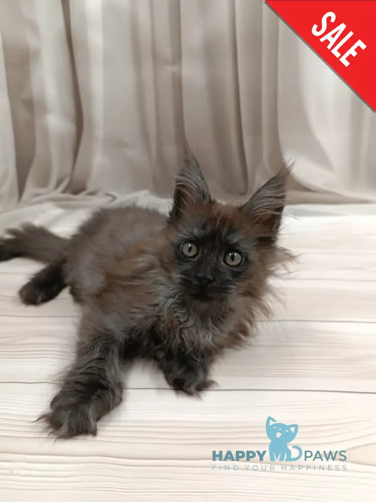Tesla Maine Coon female black silver live animals