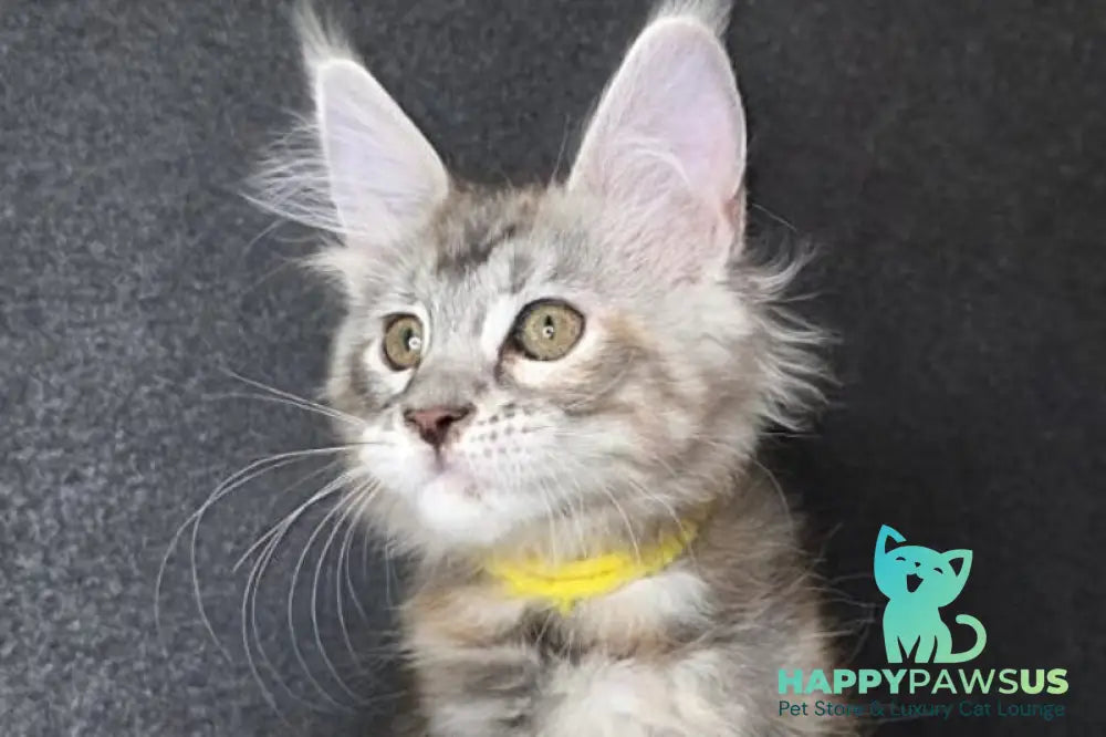 Tesla Maine Coon female black tortie bicolour tabby live animals