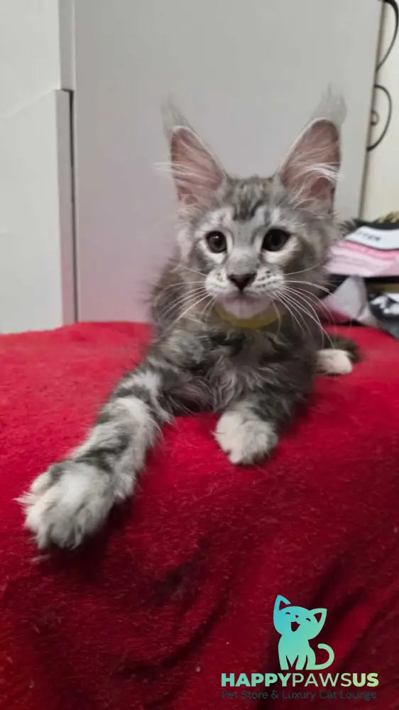 Tesla Maine Coon female black tortie bicolour tabby live animals