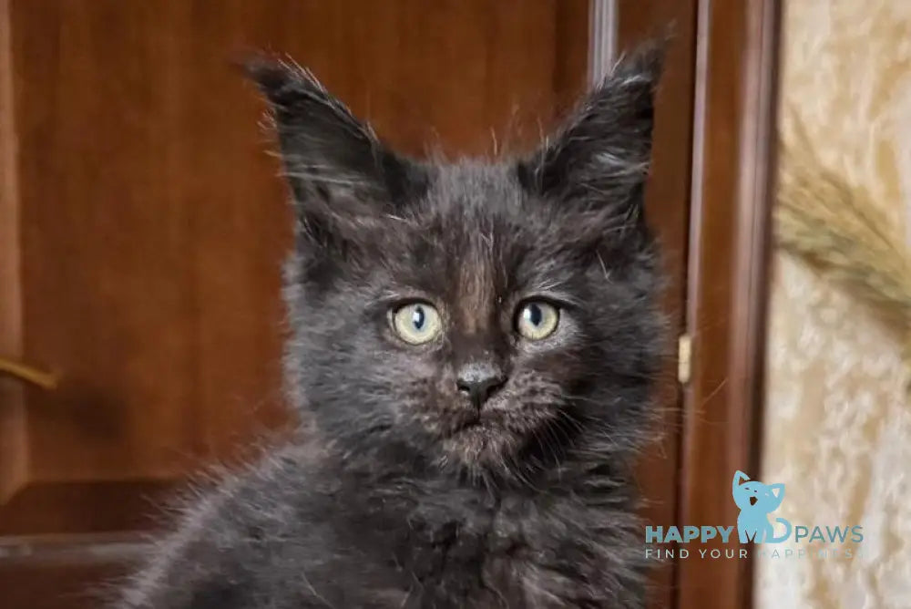 Tess Maine Coon female black live animals