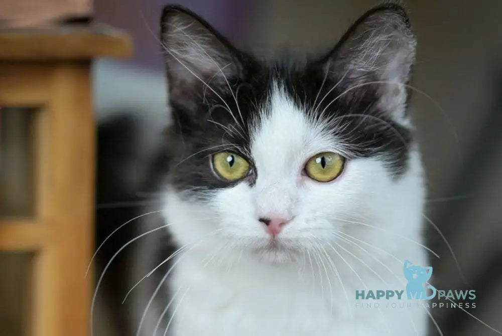 Tessa Munchkin female black with white live animals