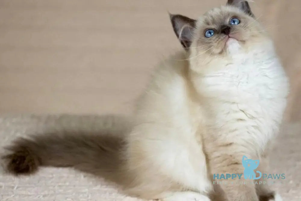 Tessa Ragdoll female blue mitted live animals