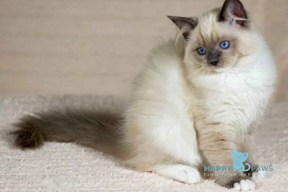 Tessa Ragdoll female blue mitted live animals