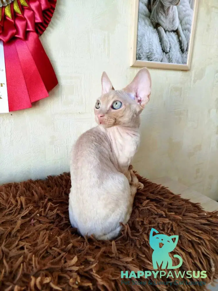Tevon Devon Rex male cream tabby - live animals