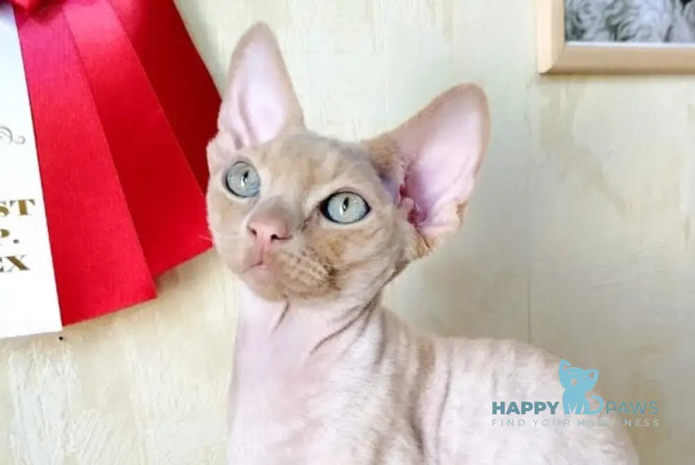 Tevon Devon Rex male cream tabby - live animals