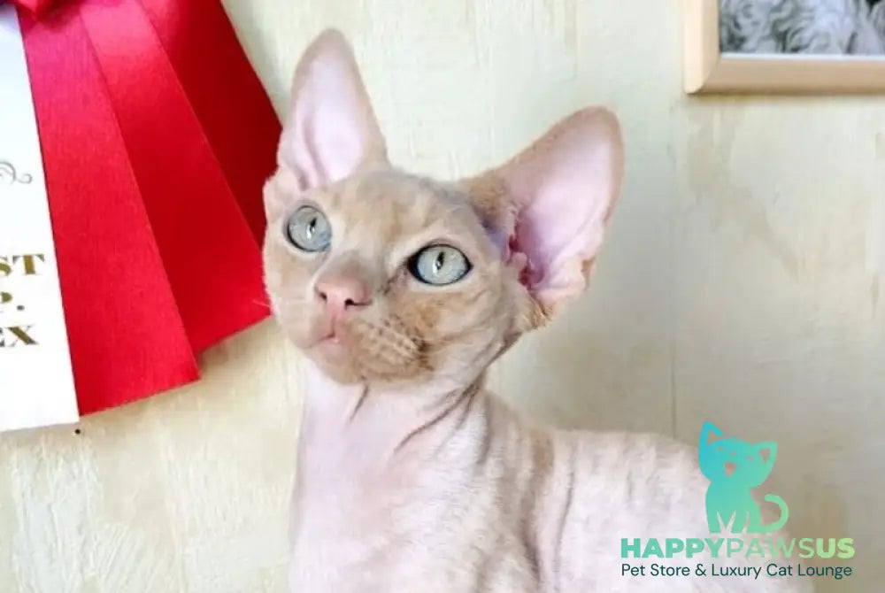 Tevon Devon Rex male cream tabby - live animals