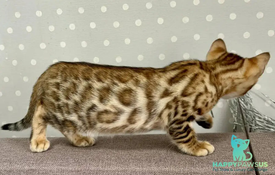 Texas Bengal male black spotted tabby - live animals