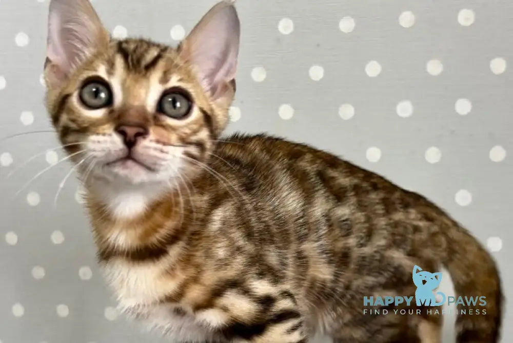 Texas Bengal male black spotted tabby - live animals