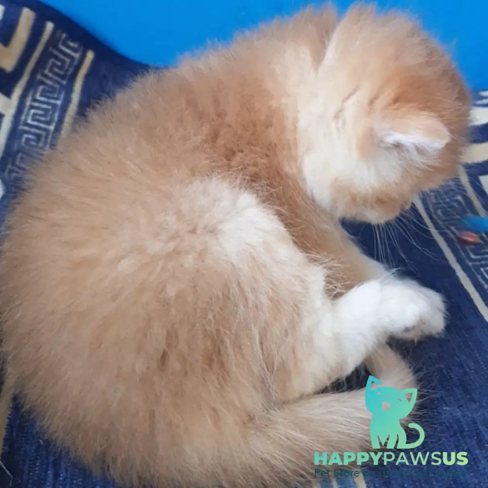 Teya British Shorthair female chocolate golden chinchilla - live animals