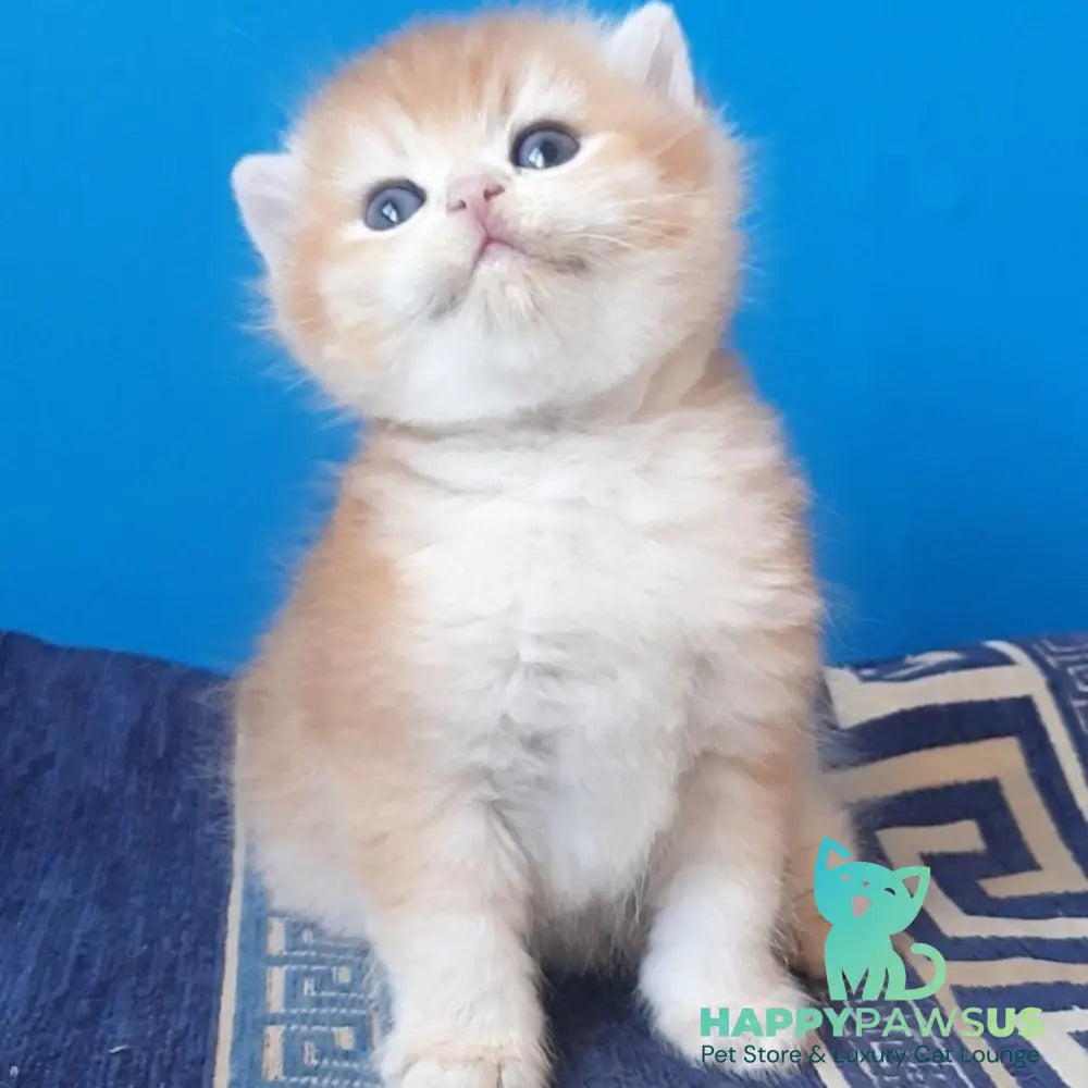 Teya British Shorthair female chocolate golden chinchilla - live animals