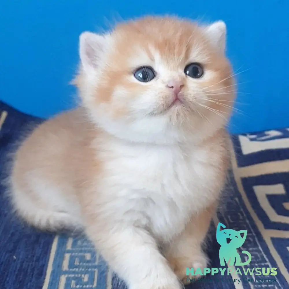 Teya British Shorthair female chocolate golden chinchilla - live animals