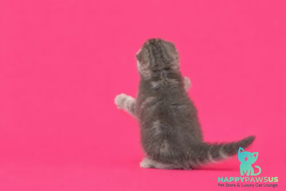 Teya Scottish Fold female blue spotted tabby - live animals
