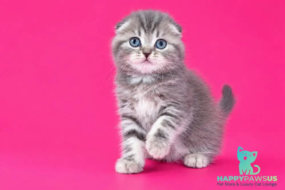 Teya Scottish Fold female blue spotted tabby - live animals