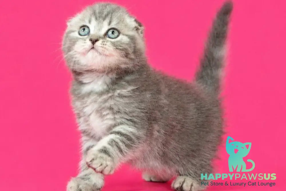 Teya Scottish Fold female blue spotted tabby - live animals