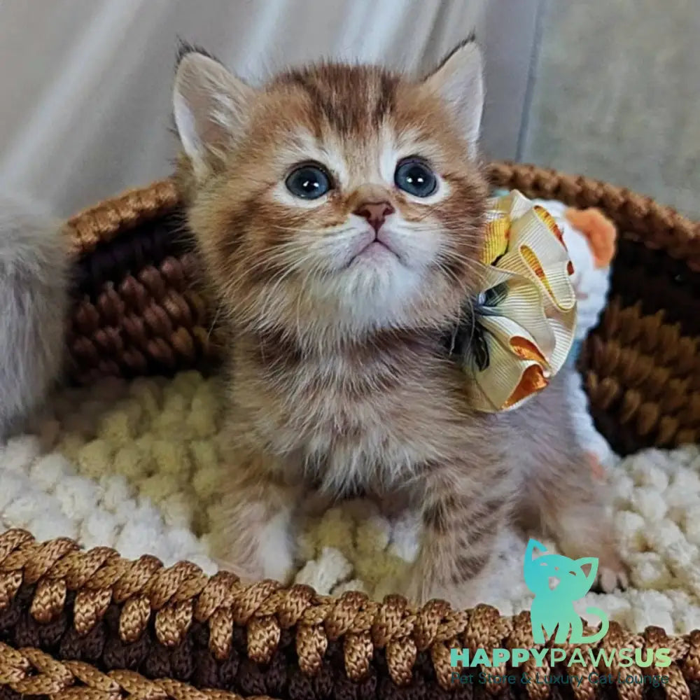 Thais British Shorthair male chocolate tortie ticked tabby - live animals