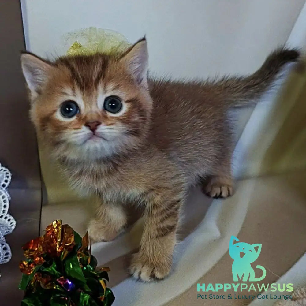 Thais British Shorthair male chocolate tortie ticked tabby - live animals