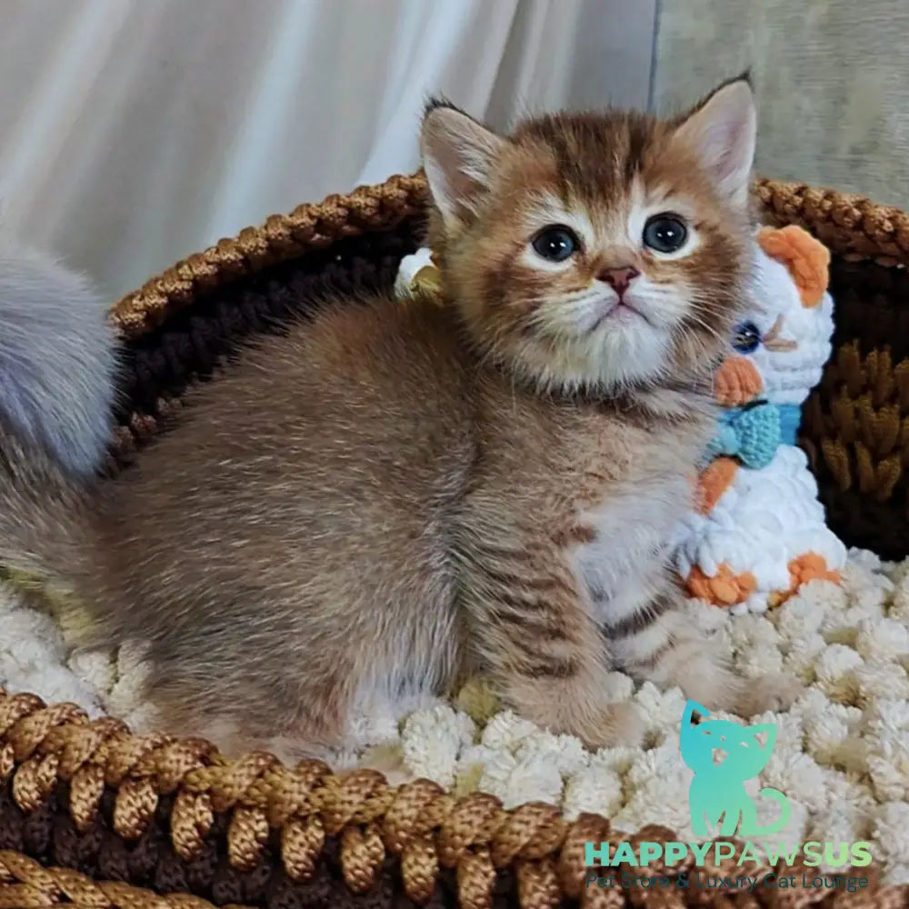 Thais British Shorthair male chocolate tortie ticked tabby - live animals