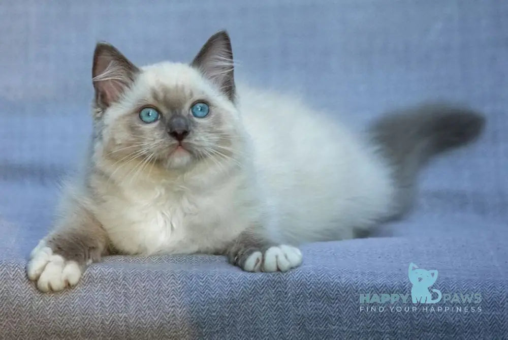 Theo Ragdoll male blue mitted live animals