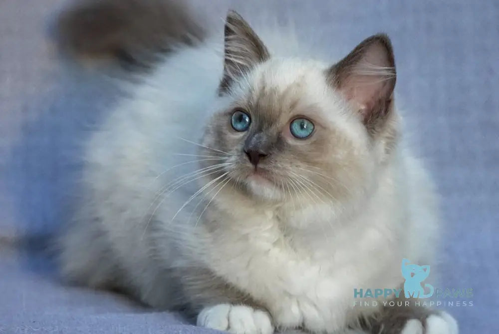 Theo Ragdoll male blue mitted live animals