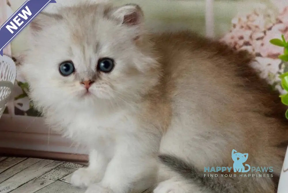 Theo Scottish Straight male black silver shaded - live animals