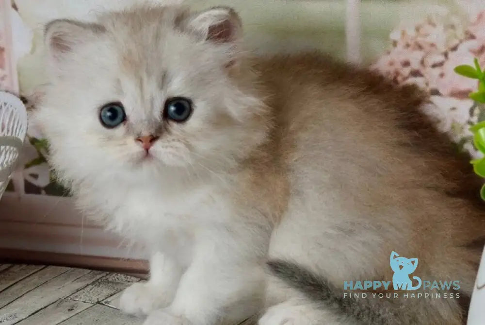 Theo Scottish Straight male black silver shaded - live animals